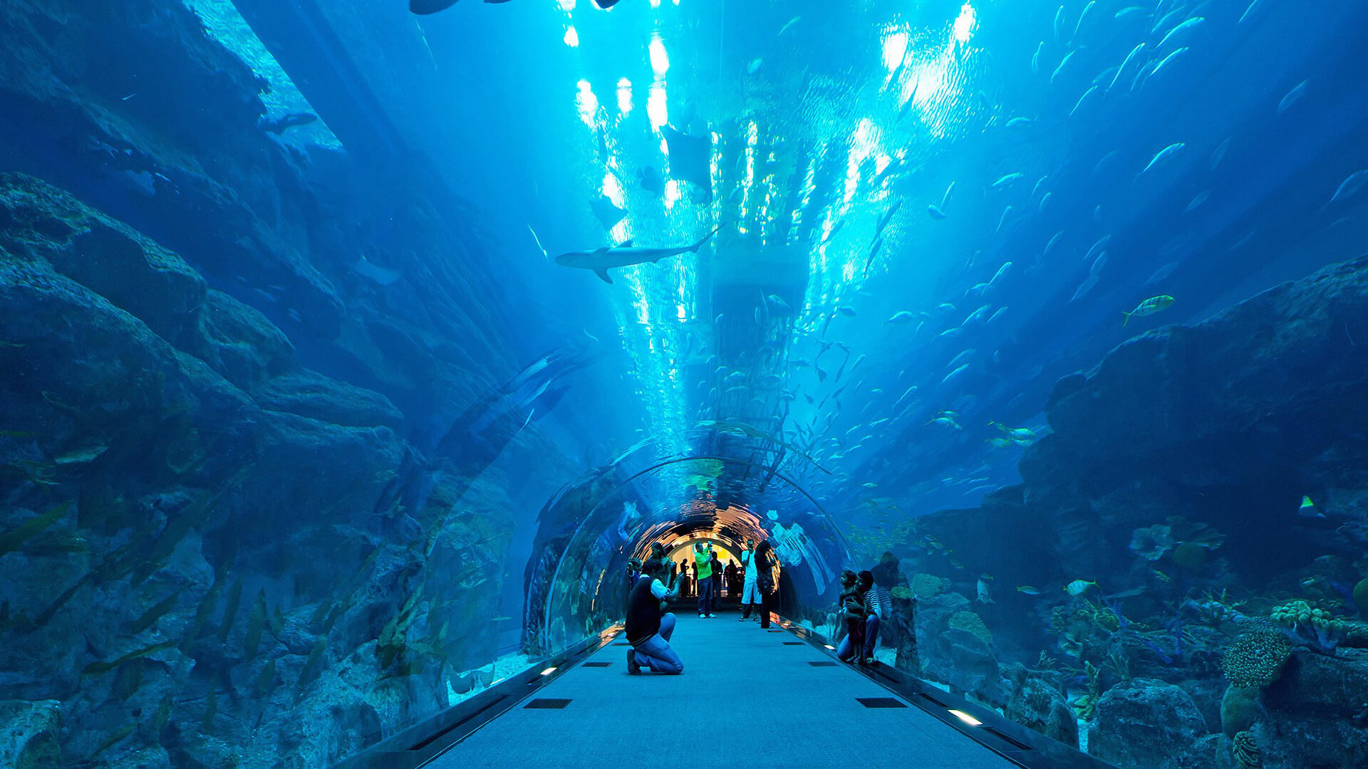 Dubai Aquarium and Underwater Zoo